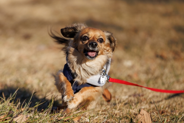 走る犬
