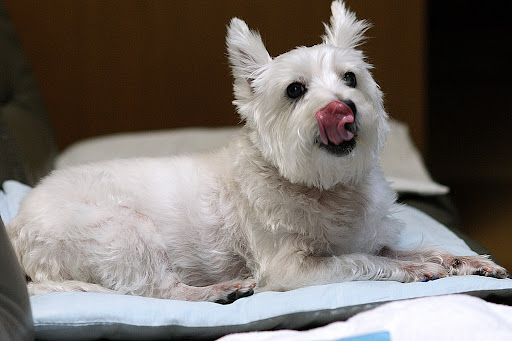 舌を出している犬