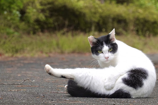 足を伸ばしている白黒猫