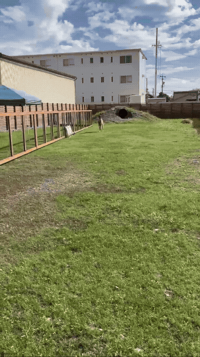 ドッグランで走っている大型犬