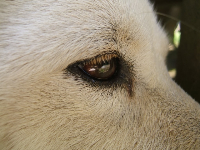 犬の目