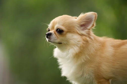 佇んでいるチワワ