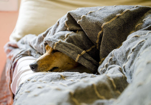 布団の中の茶色い犬