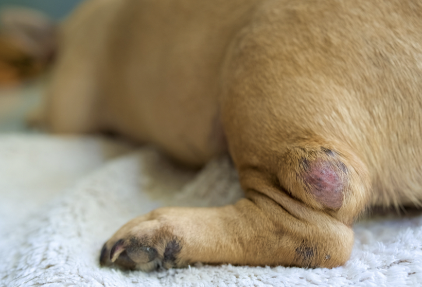 犬の足のできもの