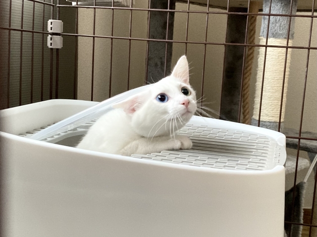 トイレから出てきたオッドアイの白猫