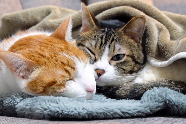 寝ている2匹の猫