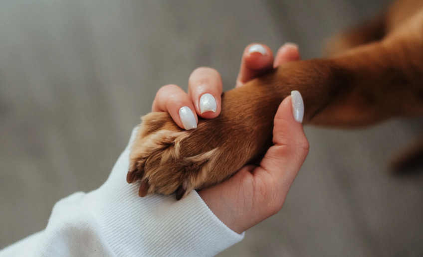 握手している犬と人