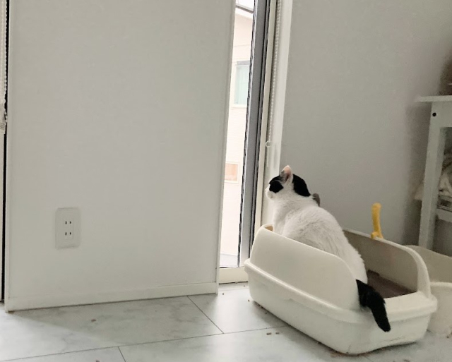 トイレの中にいる白黒猫