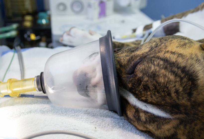 酸素吸入される犬