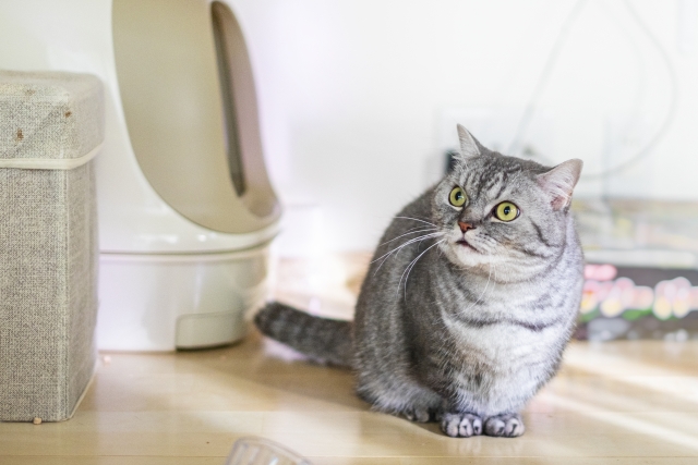 トイレの前の猫