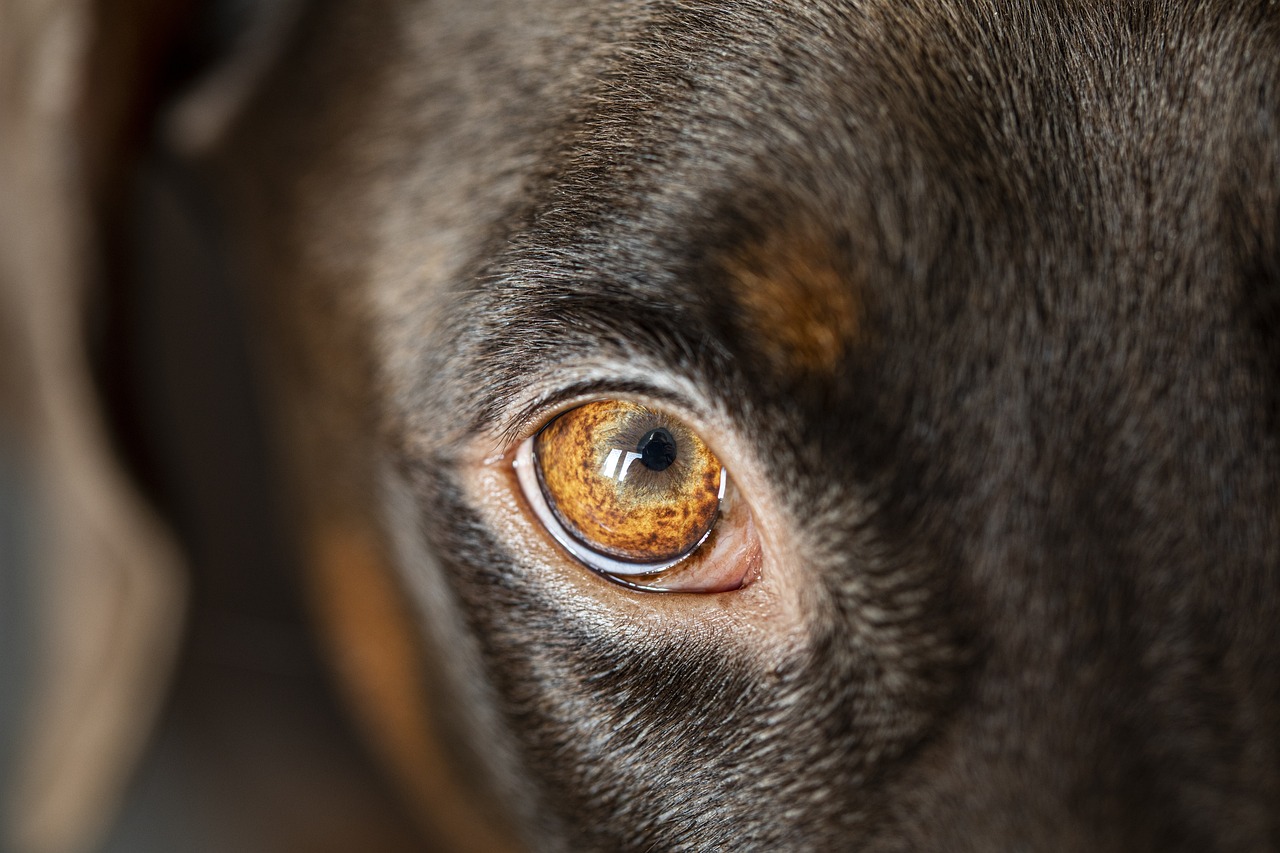 犬の右目