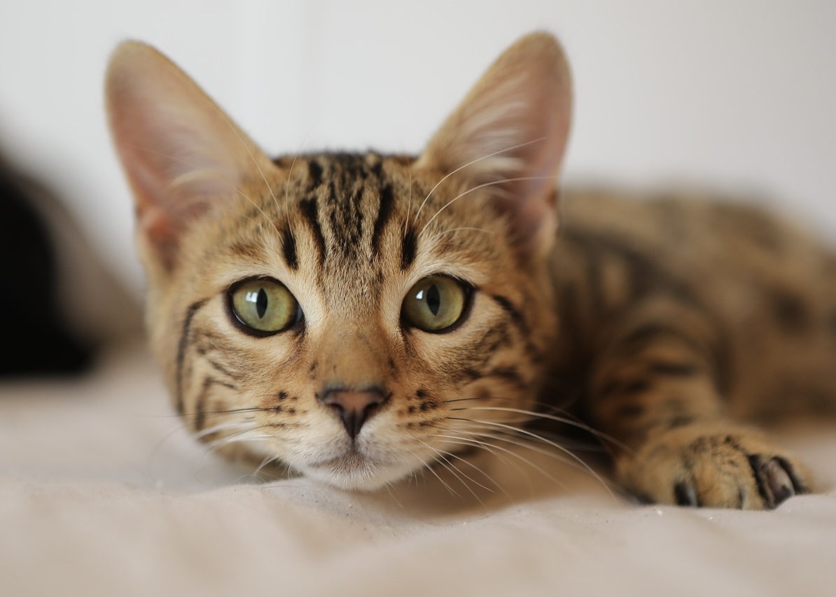 猫がこちらを見つめている