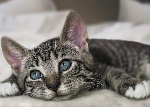 上目遣いの猫