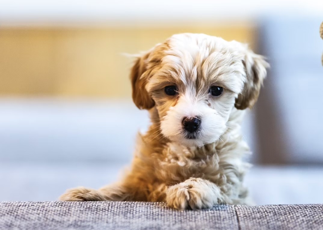 子犬がこちらを見つめている様子