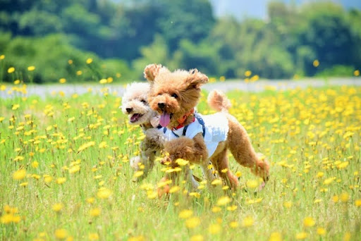 花畑を走る2匹のトイプードル