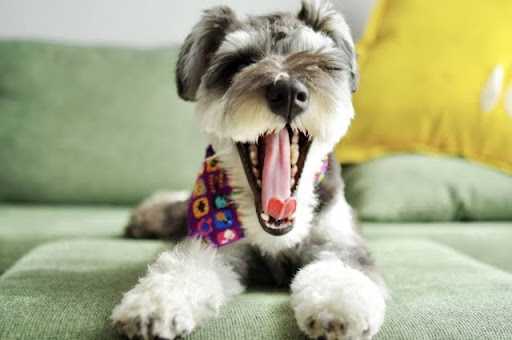 あくびするミニチュアシュナウザー