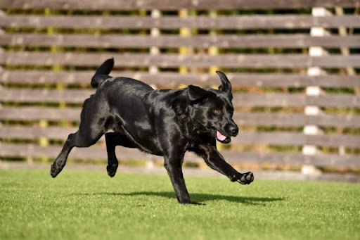 走っている黒いラブラドールレトリーバー