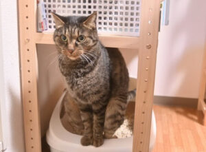 トイレに座る猫