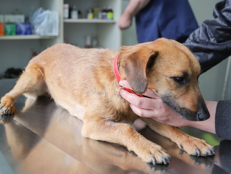 診察をされる雑種犬