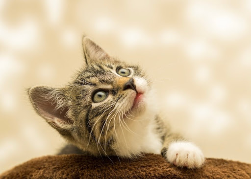 上を見上げる子猫