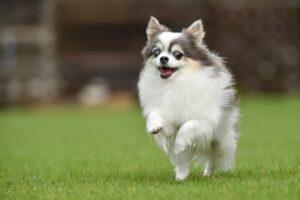 走っている白内障のチワワ