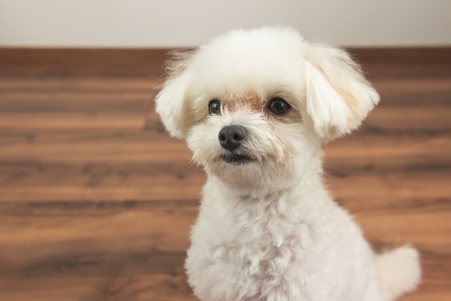 こちらをみている白いマルチーズ