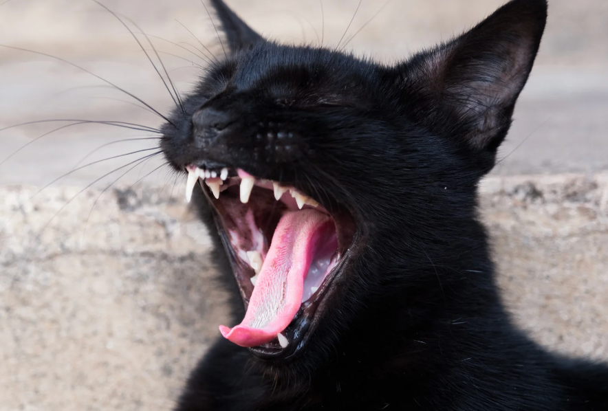 あくびをしている黒猫