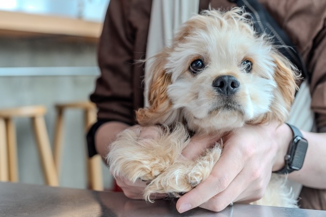 上目遣いの茶色い犬