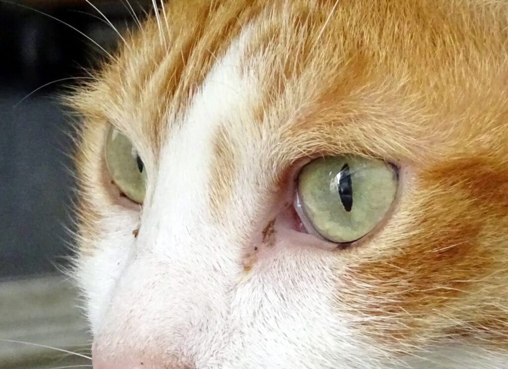 茶シロの猫の目