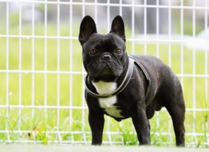 佇んでいる黒いフレンチブルドッグ