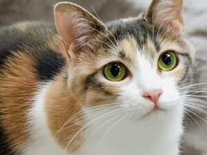 斜め上を見ている三毛猫