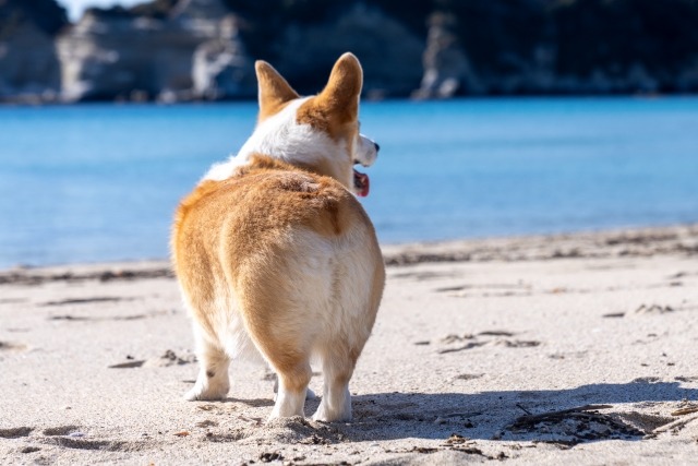 コーギーのお尻