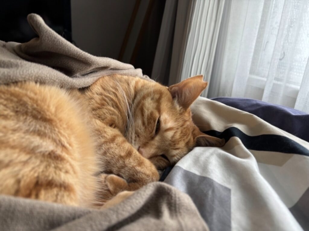 窓辺でくつろぐ茶トラ