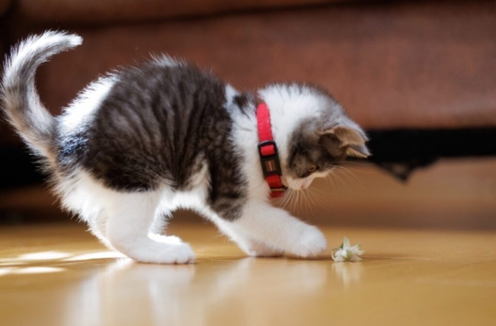 おもちゃで遊ぶ子猫