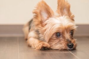 床で伏せをするヨークシャーテリア