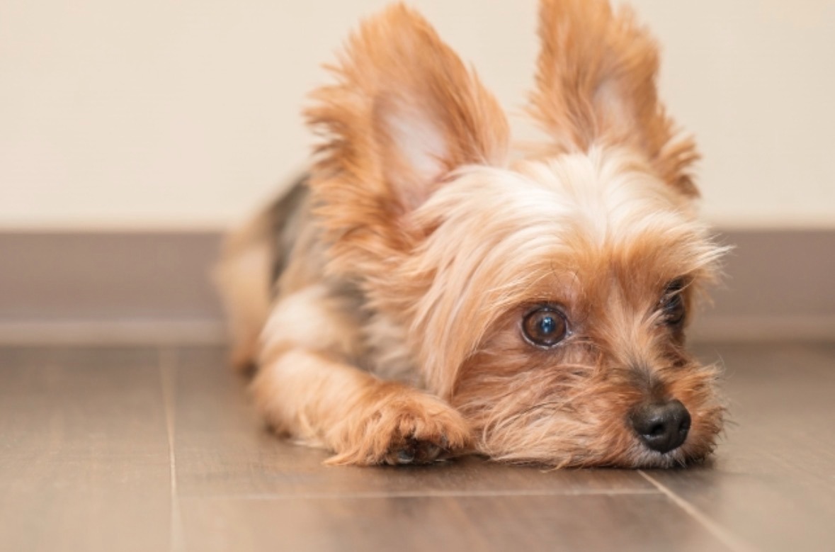 床で伏せをするヨークシャーテリア