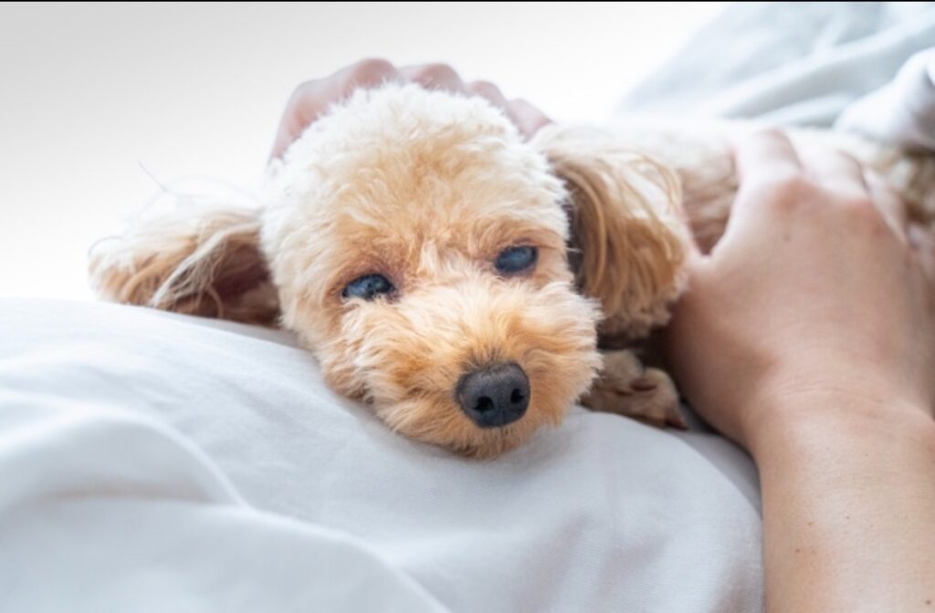 飼い主のお腹の上で寝るトイプードル