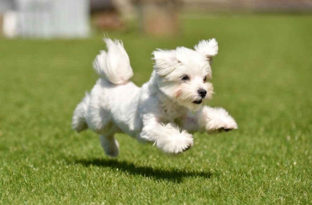 ドッグランで走るマルチーズ