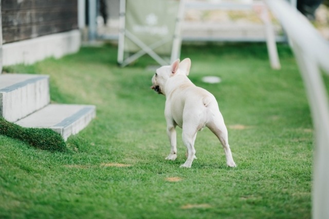 フレンチブルドッグのお尻
