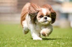 ドッグランで遊ぶシーズー