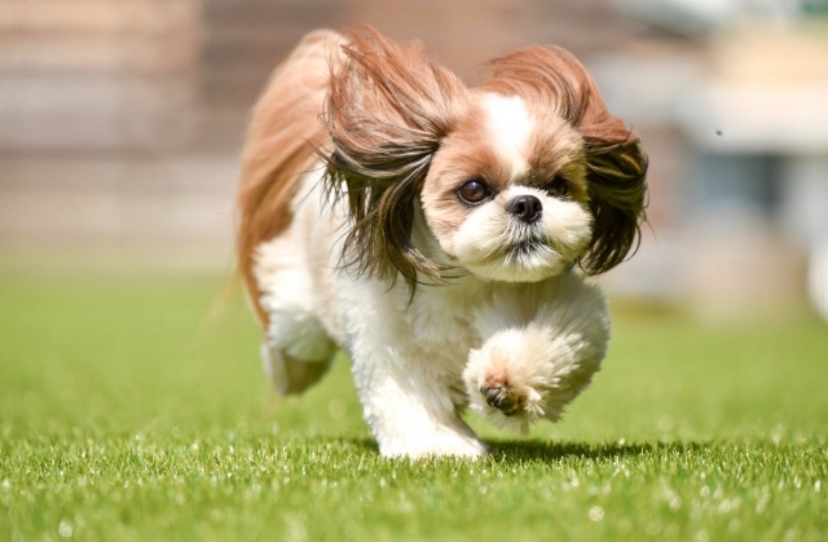 ドッグランで遊ぶシーズー