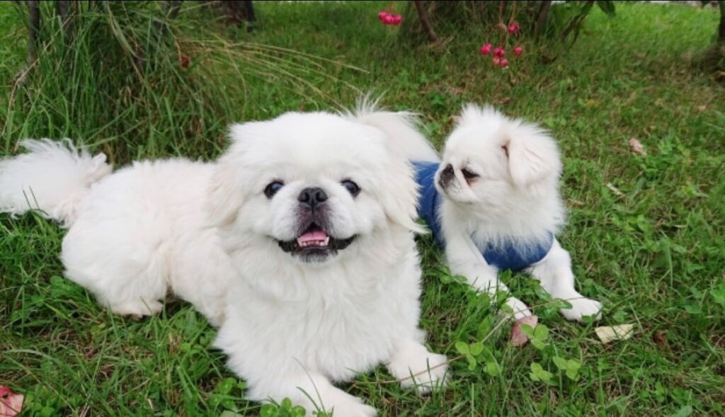 芝生の上に座る2匹のペキニーズ