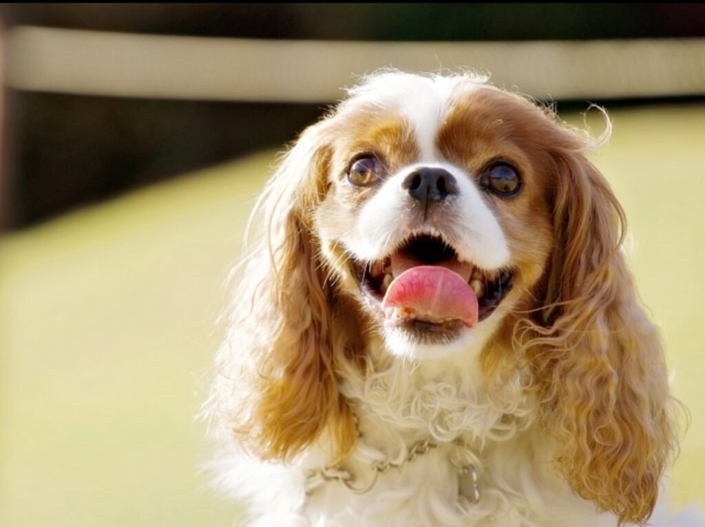 見つめるキャバリア