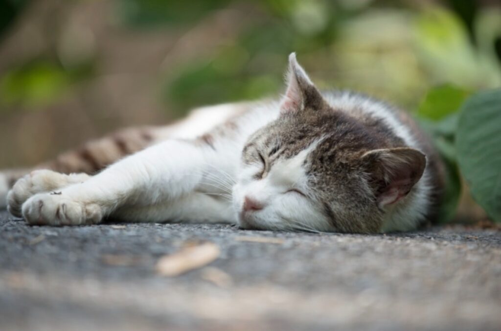 地面に寝そべっている猫