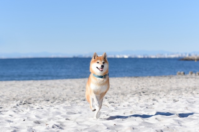 砂浜を走るしば犬