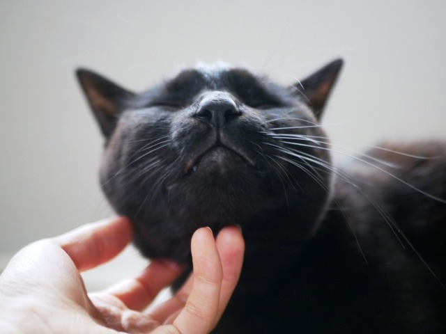 あごをなでられてリラックスする黒猫