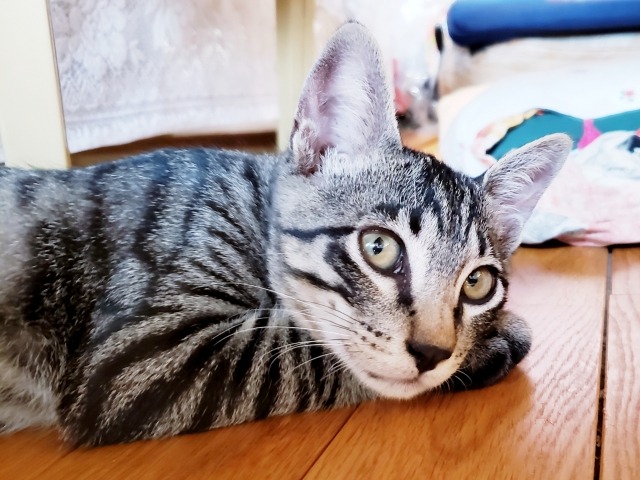 猫が床でくつろぐ写真