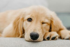 ウィンクしているゴールデンレトリーバー