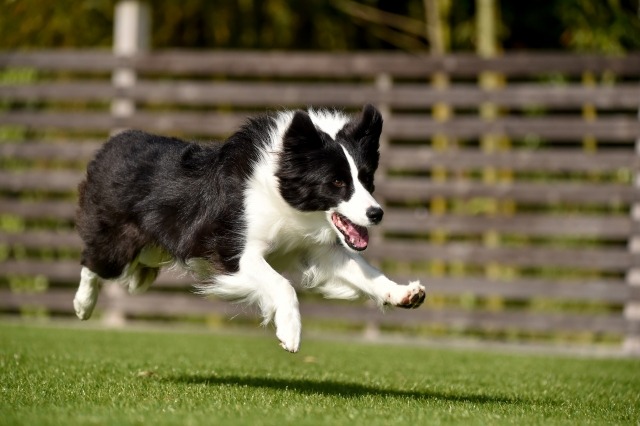 ドッグランを走るボーダーコリー
