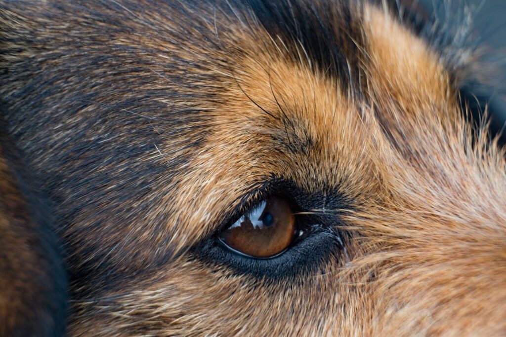 犬の目のアップ